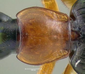 Media type: image;   Entomology 602276 Aspect: pronotum dorsal